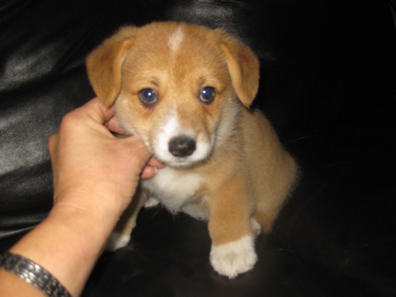 Puppies
